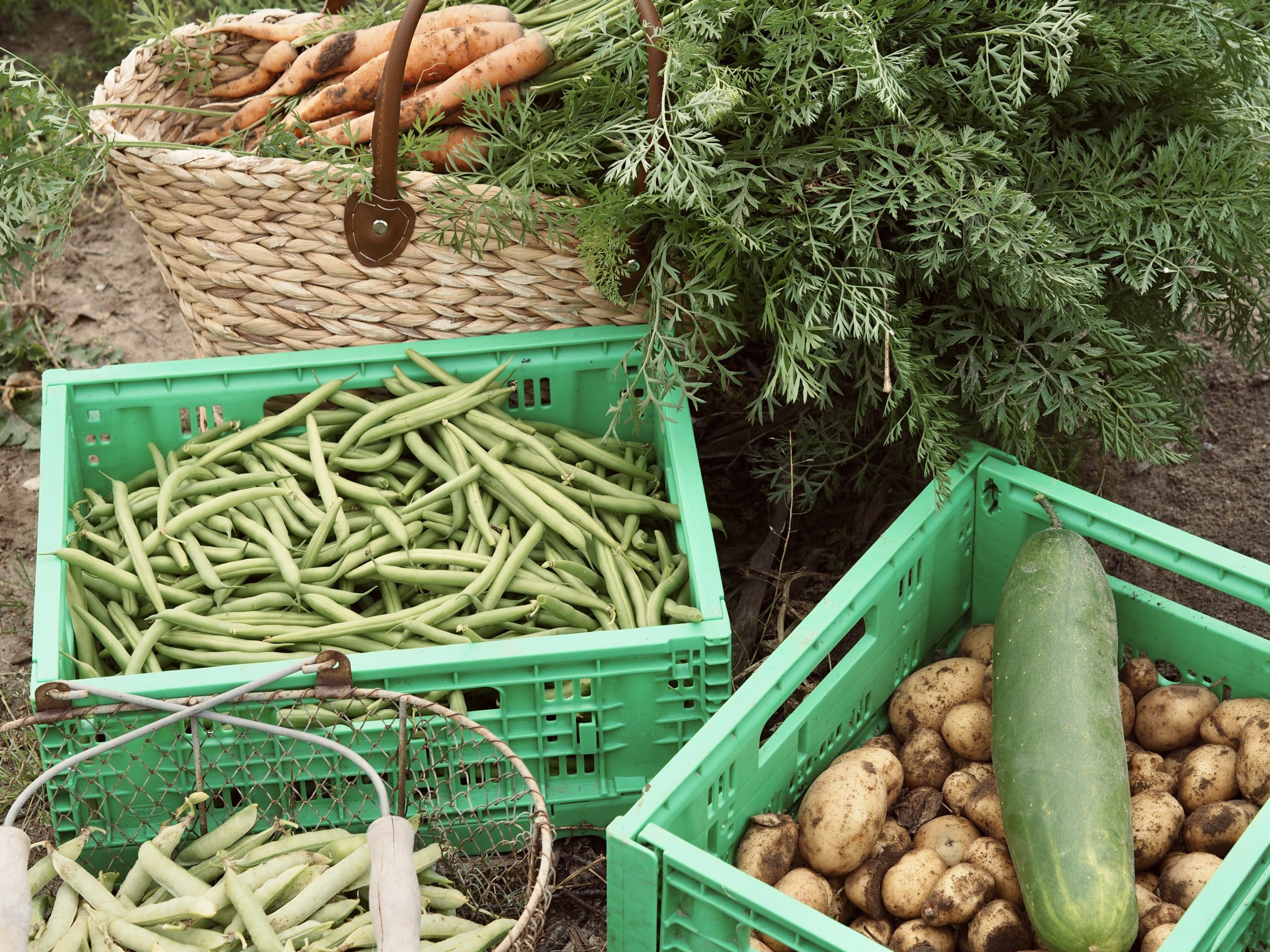 40qm pures Glück: eigener Gemüsegarten für eine Saison