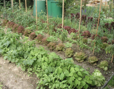 Garten/ Gemüsegarten/ Obstgarten/ Gartenhaus/ Schrebergarten